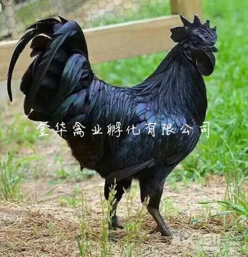 乌骨鸡苗
