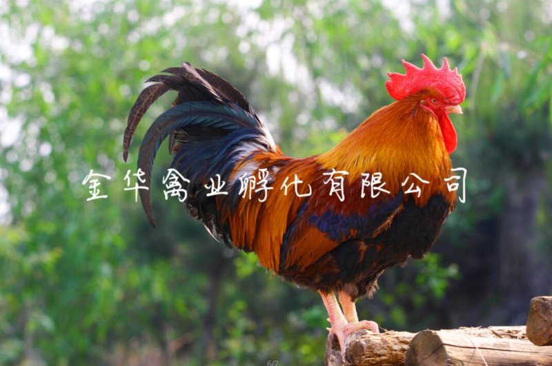 清远麻鸡苗