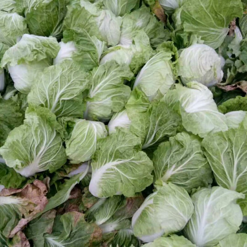 精品大白菜，大量供应，基地直供货源，有要的请联系