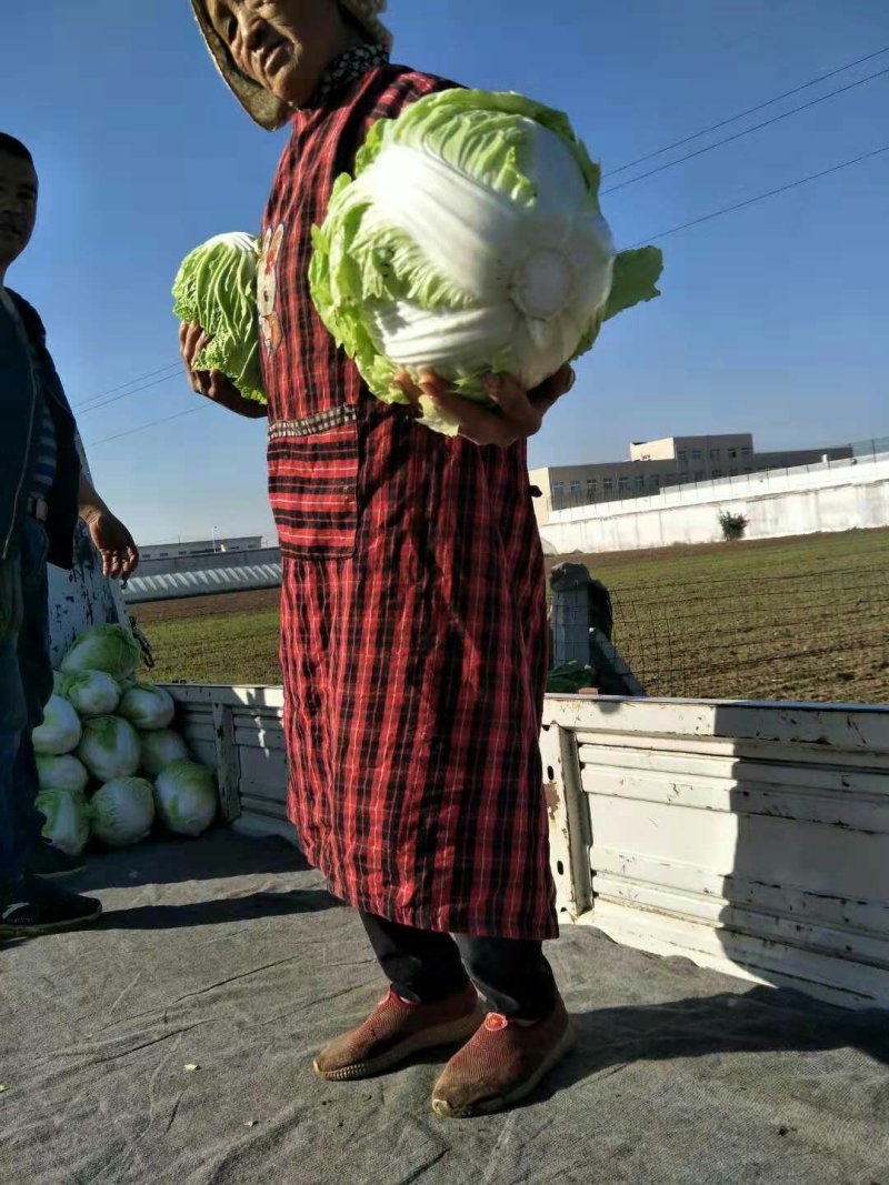 精品大白菜，大量供应，基地直供货源，有要的请联系