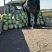 精品大白菜，大量供应，基地直供货源，有要的请联系