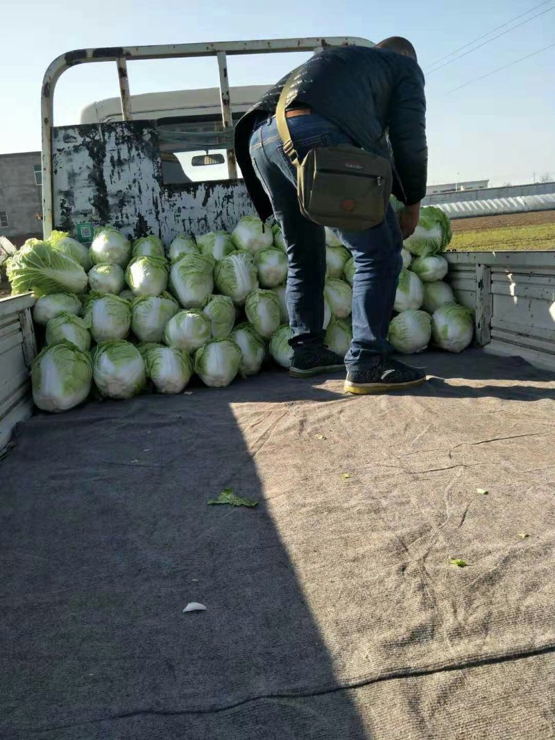 精品大白菜，大量供应，基地直供货源，有要的请联系