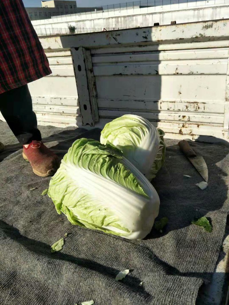 精品大白菜，大量供应，基地直供货源，有要的请联系