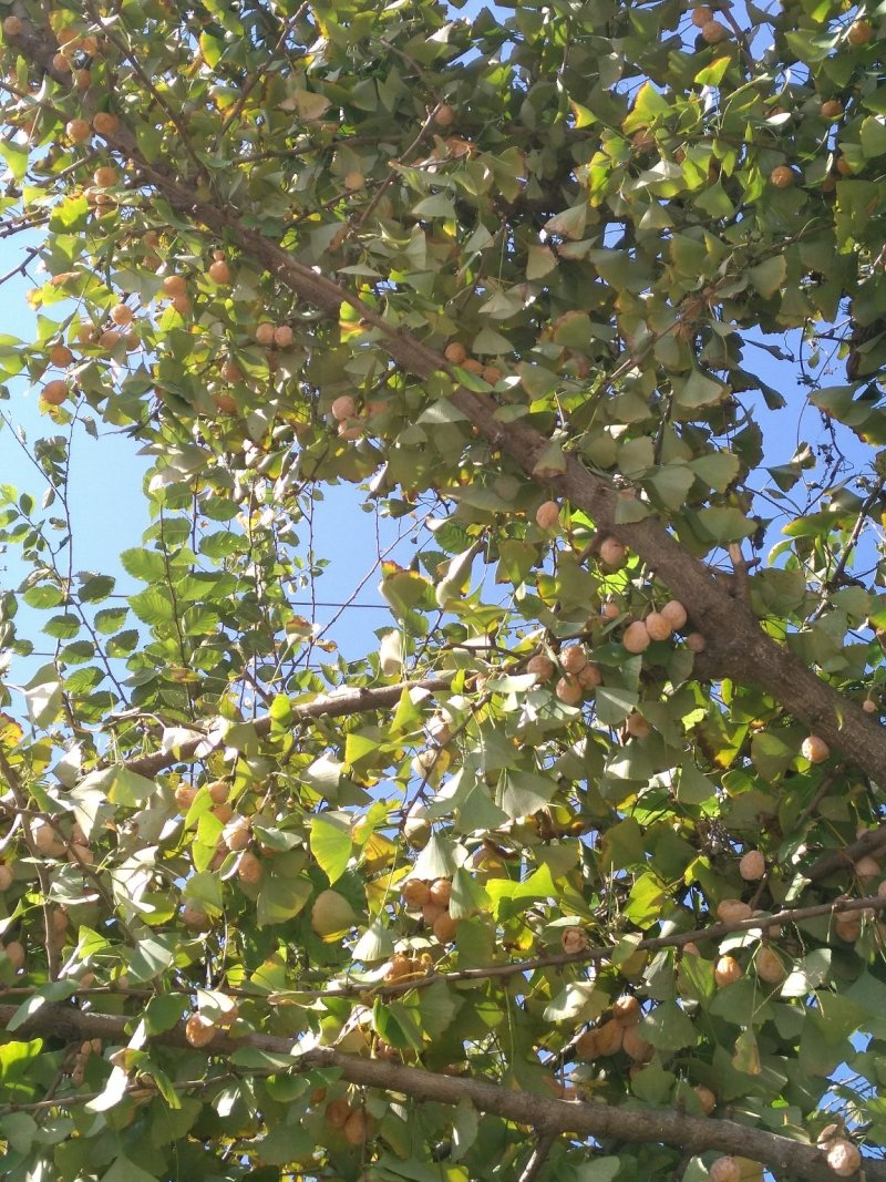 泰兴大白果