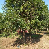 桂花树地经1--20公分