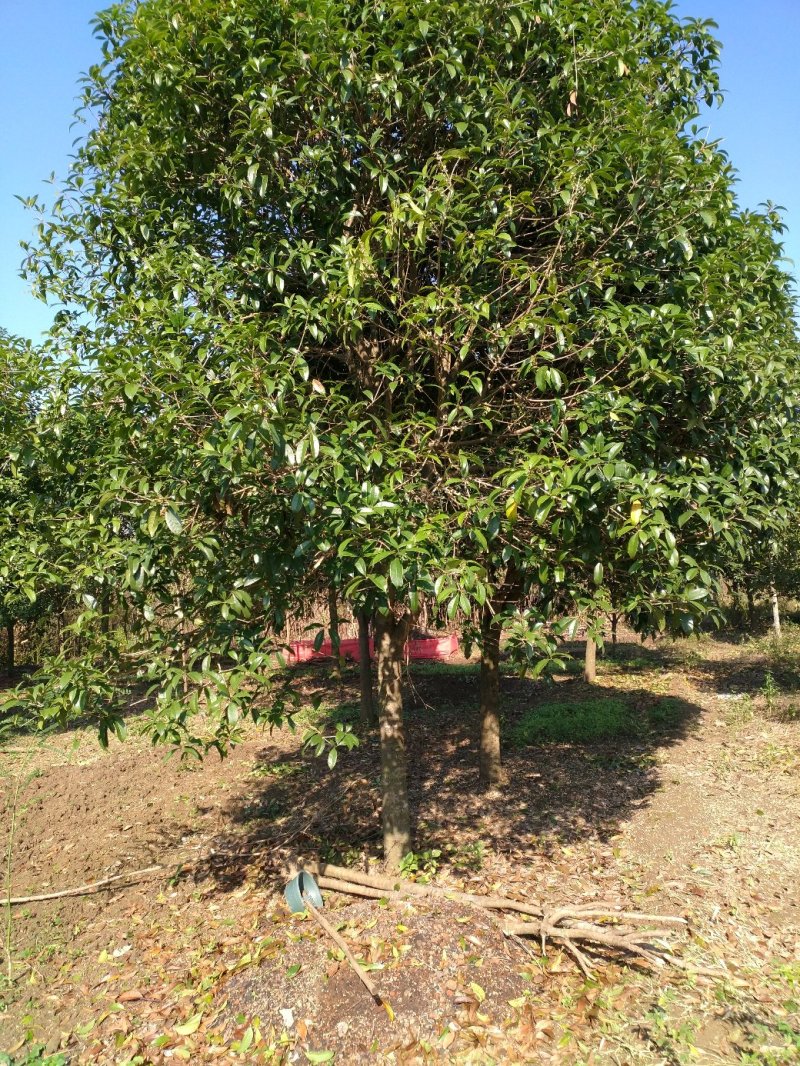 桂花树地经1--20公分