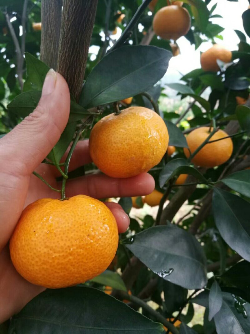 广西全州，新余蜜橘4~4.5cm口感好