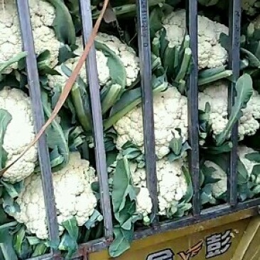 有机菜花