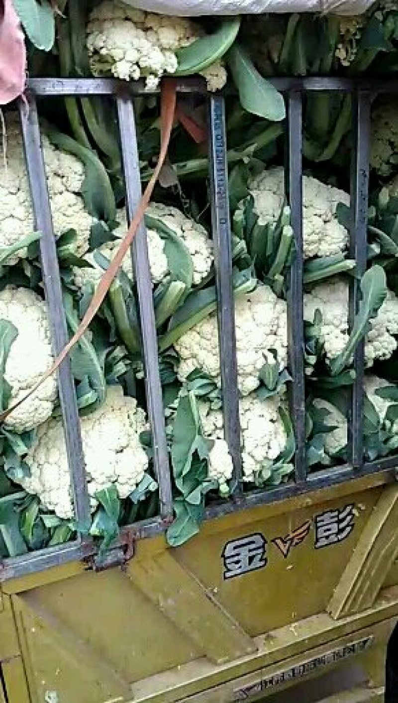 有机菜花