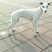 格力犬
