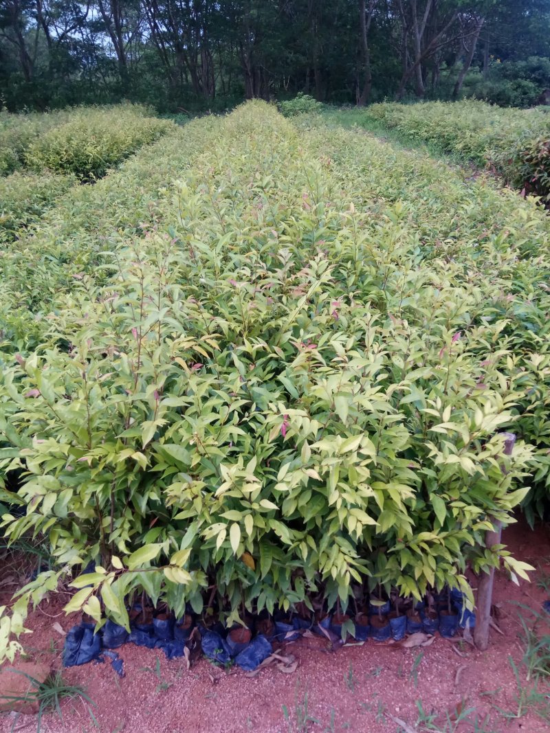 供红椎苗，火力楠苗，山杜英苗，沉香苗，牛大力苗.