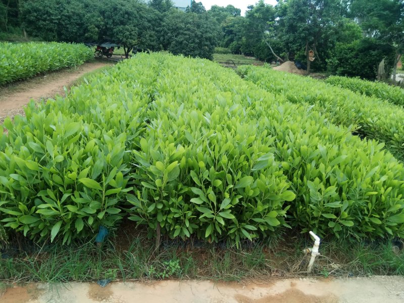 供红椎苗，火力楠苗，山杜英苗，沉香苗，牛大力苗.