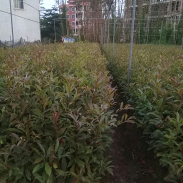 供红椎苗，火力楠苗，山杜英苗，沉香苗，牛大力苗.