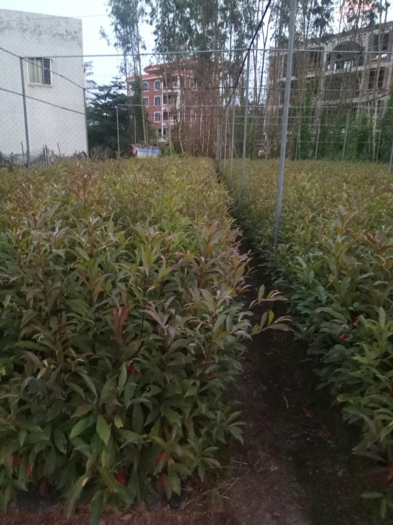 供红椎苗，火力楠苗，山杜英苗，沉香苗，牛大力苗.