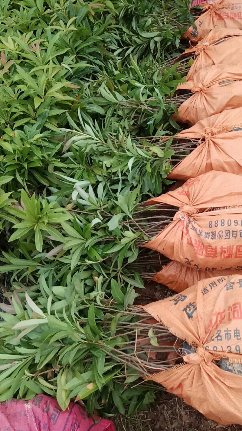 供红椎苗，火力楠苗，山杜英苗，沉香苗，牛大力苗.