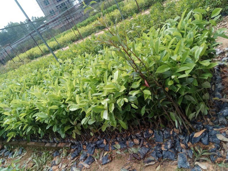 供红椎苗，火力楠苗，山杜英苗，沉香苗，牛大力苗.