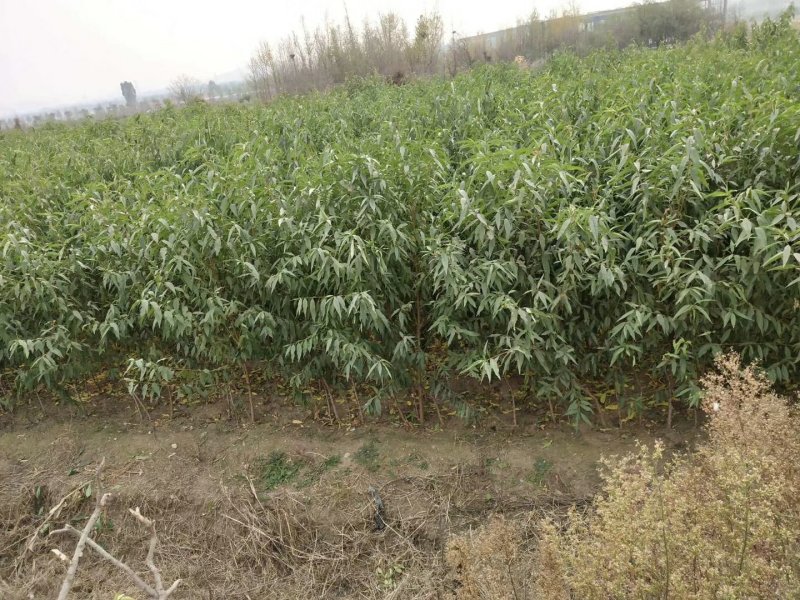 优质黑桃苗黑桃皇后黑桃王品种齐全品种保障保证成活