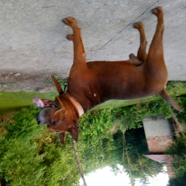 川东猎犬