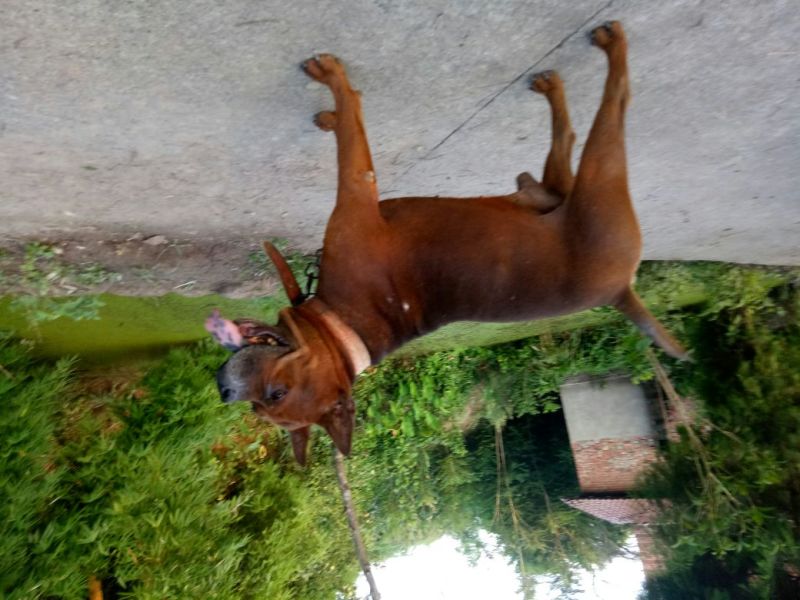 川东猎犬
