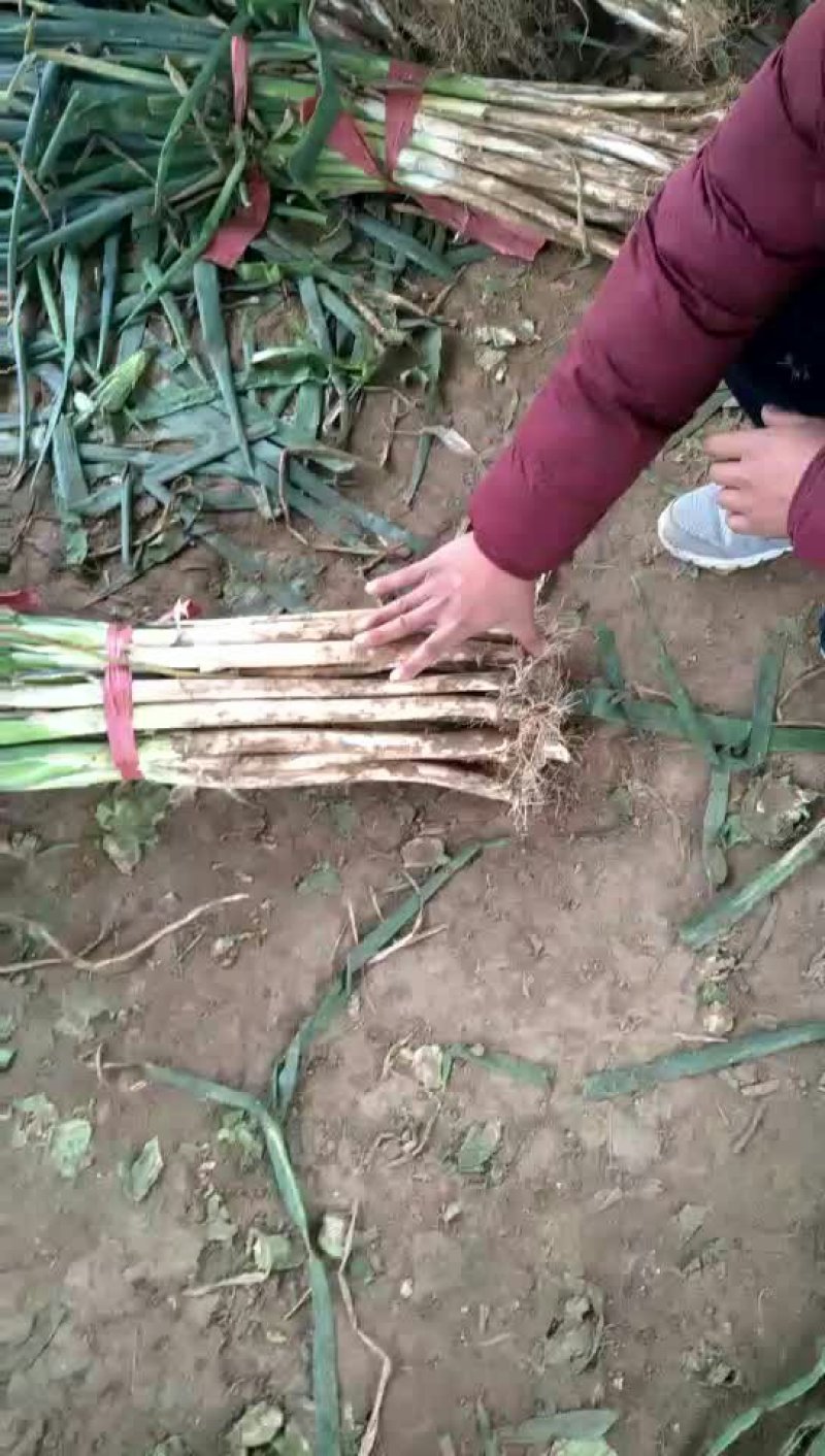 长白大葱25~30cm毛葱2cm左右