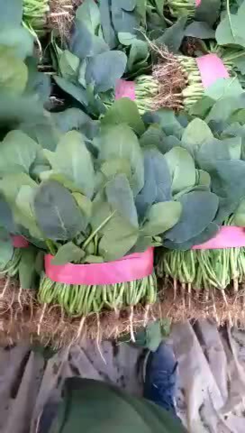 大叶菠菜30公分左右