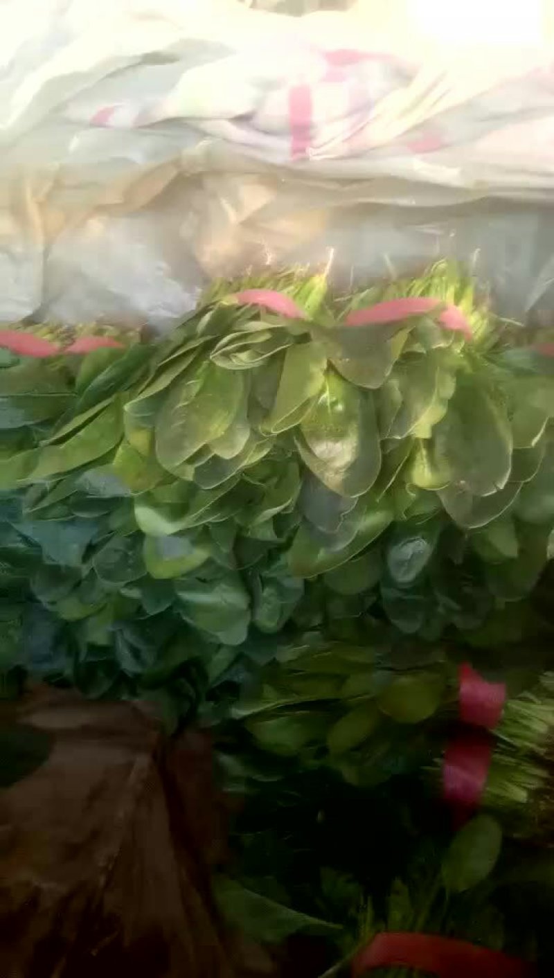大叶菠菜30公分左右