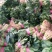 大叶菠菜30公分左右