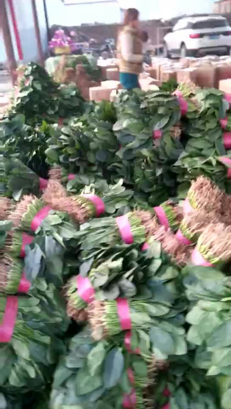 大叶菠菜30公分左右
