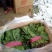 大叶菠菜30公分左右