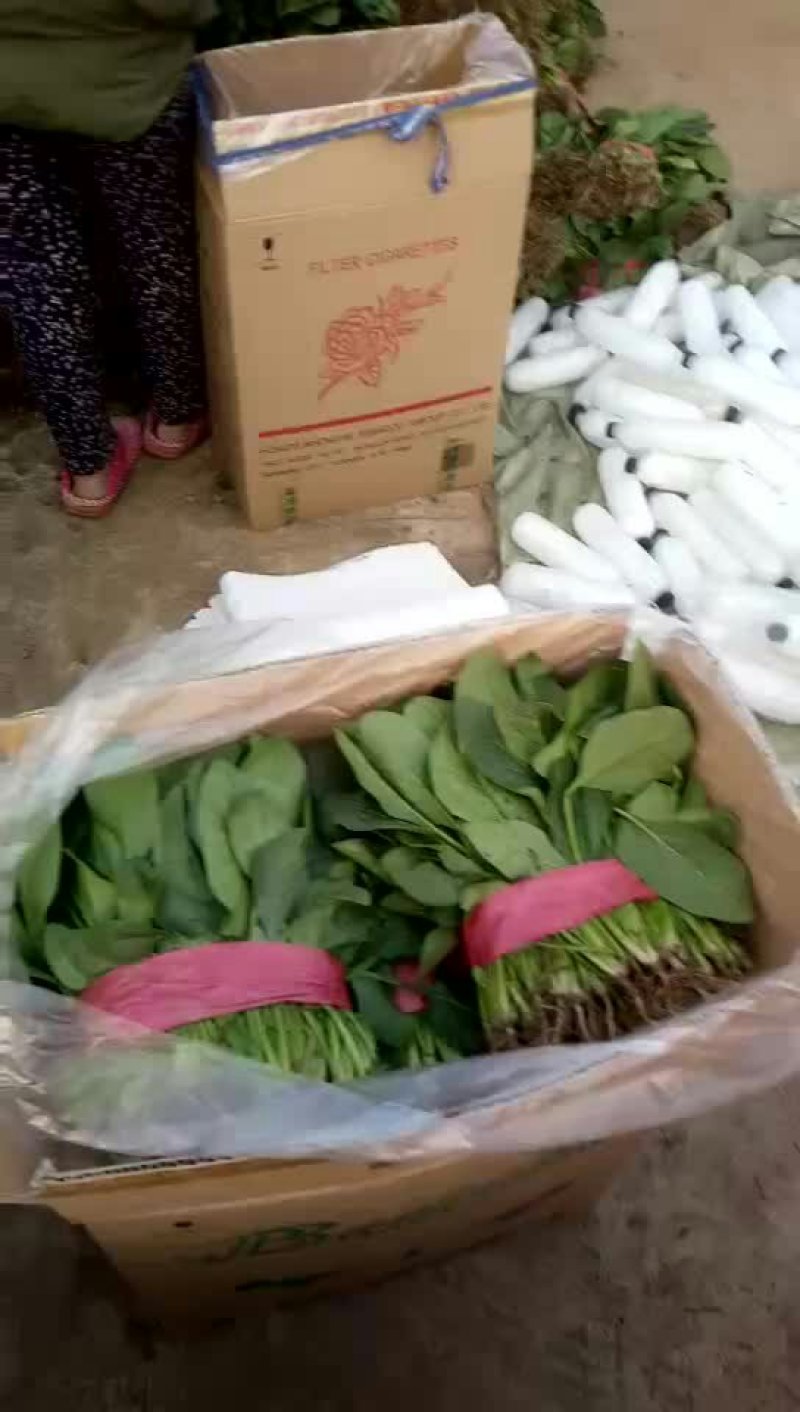 大叶菠菜30公分左右