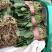 大叶菠菜30公分左右