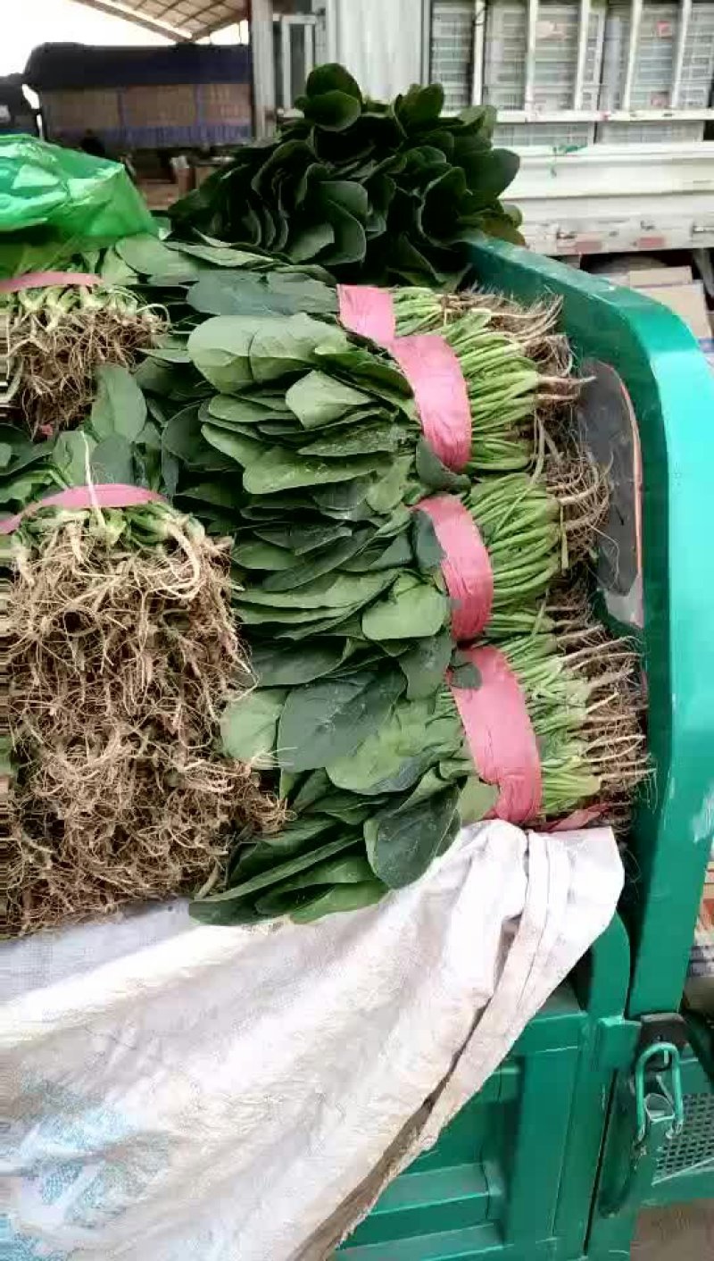 大叶菠菜30公分左右