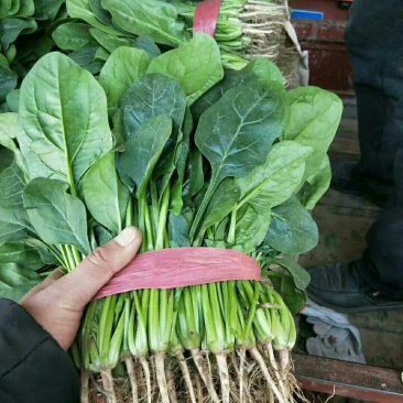 大叶菠菜30公分左右