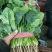 大叶菠菜30公分左右