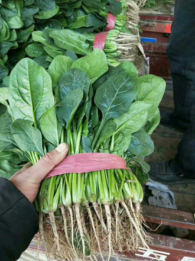 大叶菠菜30公分左右