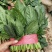 大叶菠菜30公分左右