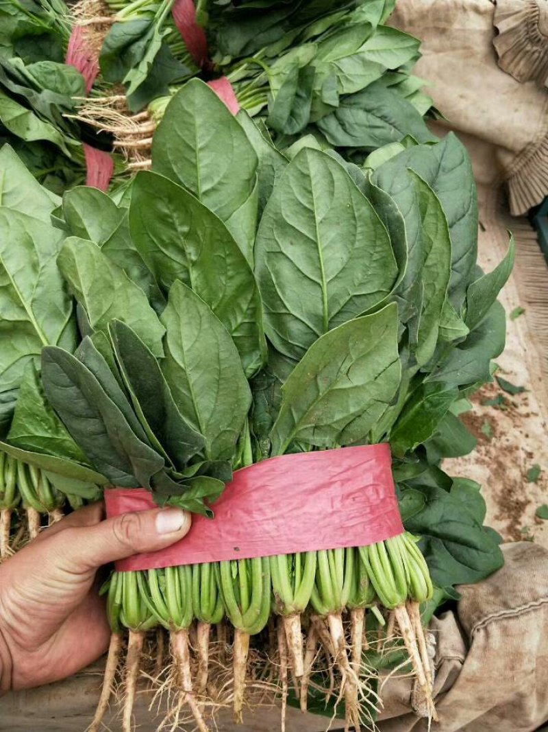 大叶菠菜30公分左右