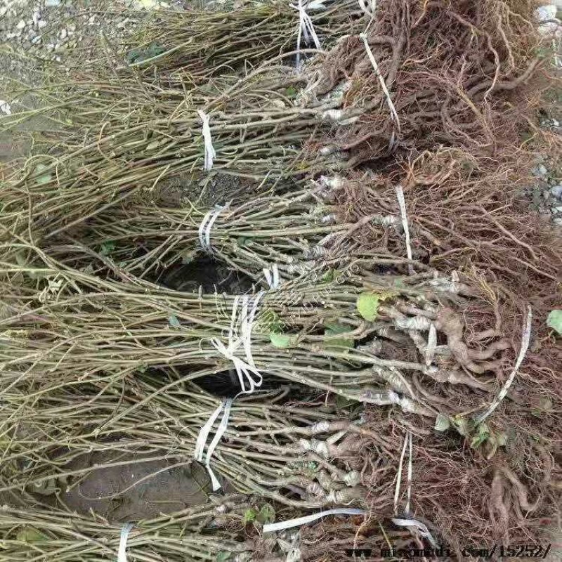 红心猕猴桃苗