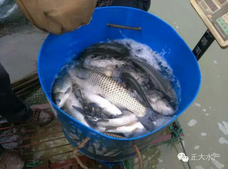 鲤鱼，鲫鱼，草鱼