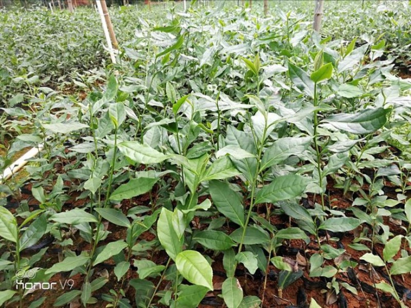 茶叶树苗英红九号红茶苗茶鸿雁十二号绿茶苗，白茶苗，