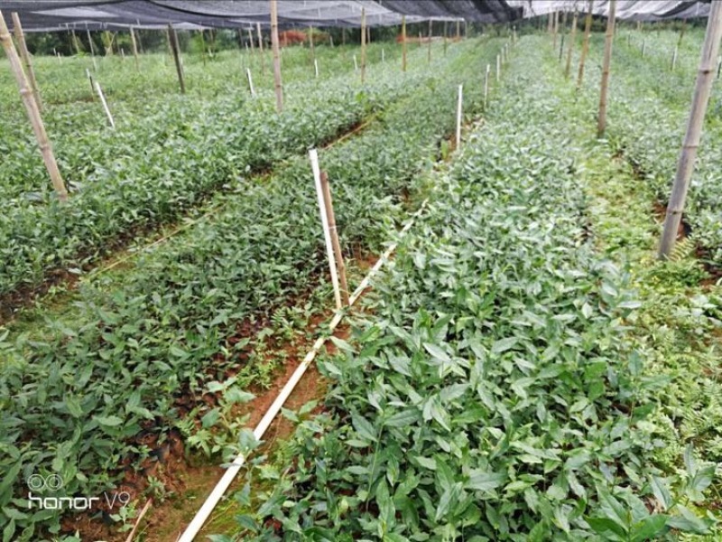 茶叶树苗英红九号红茶苗茶鸿雁十二号绿茶苗，白茶苗，