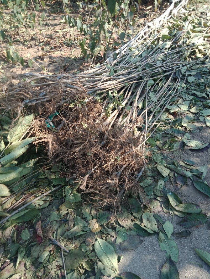 青脆李子苗免费提供种植技术保湿邮寄正品保证