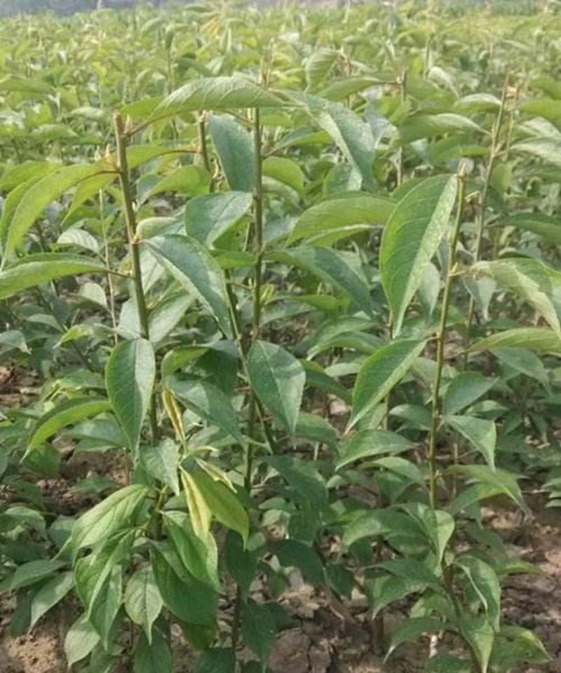 李子树苗青翠李翠红李品种最全免费提供种植技术