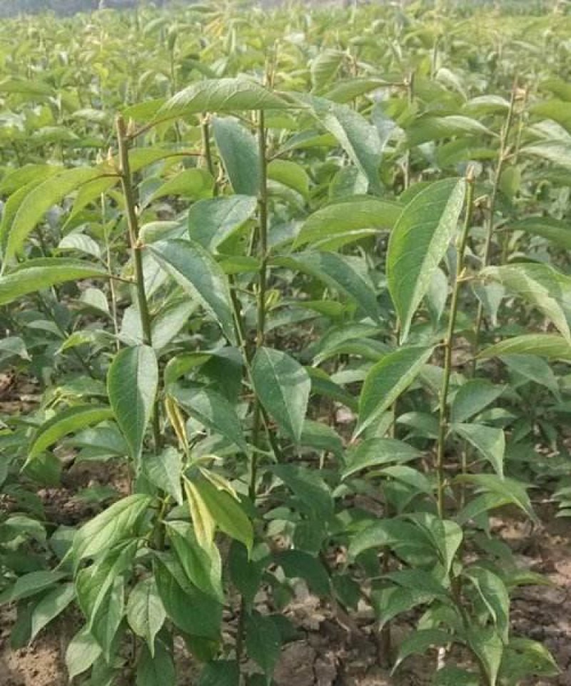 李子树苗青翠李翠红李品种最全免费提供种植技术