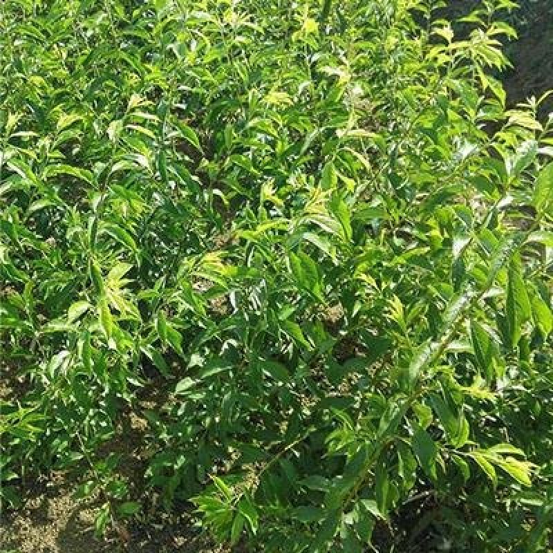 李子树苗青翠李翠红李品种最全免费提供种植技术
