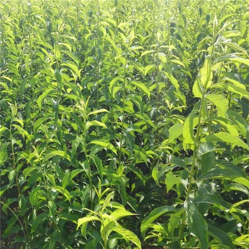 李子树苗青翠李翠红李品种最全免费提供种植技术