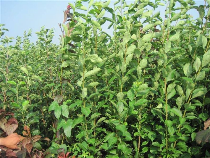 李子树苗青翠李翠红李品种最全免费提供种植技术