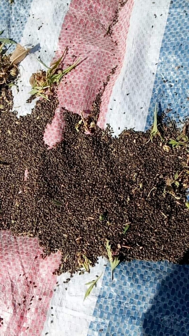 益母草种子