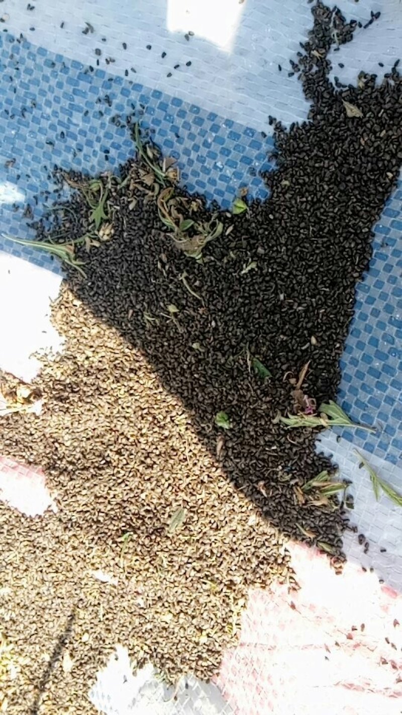益母草种子
