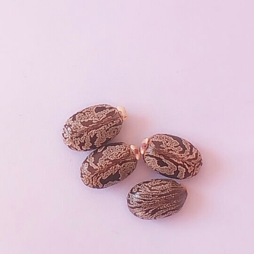 蓖麻子